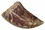 Serrated, Megalosaurid Dinosaur (Afrovenator) Tooth - Niger #241101-1